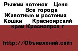 Рыжий котенок › Цена ­ 1 - Все города Животные и растения » Кошки   . Красноярский край,Красноярск г.